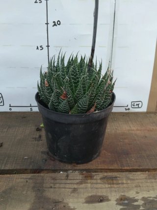 Planta suculenta em vaso