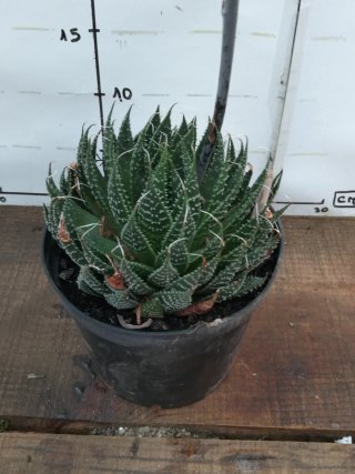 Planta suculenta em vaso