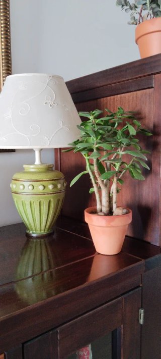 Árbol de Jade 1+3 Troncos Maceta Terracota