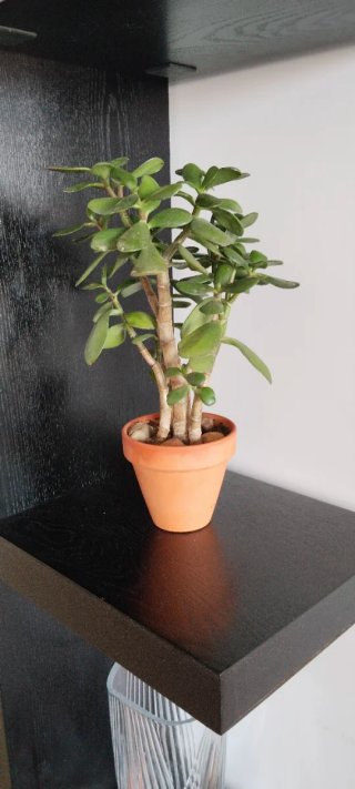 Árbol de Jade 1+3 Troncos Maceta Terracota