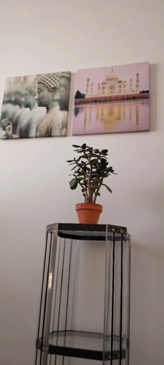 Árbol de Jade 1+3 Troncos Maceta Terracota