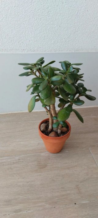 Árbol de Jade 1+3 Troncos Maceta Terracota