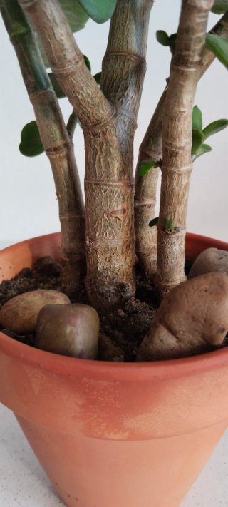 Árbol de Jade 1+3 Troncos Maceta Terracota