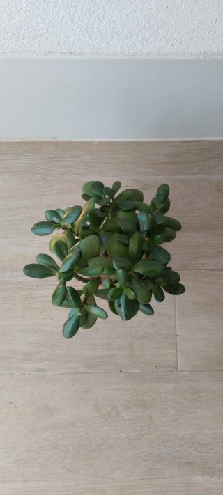 Árbol de Jade 1+3 Troncos Maceta Terracota