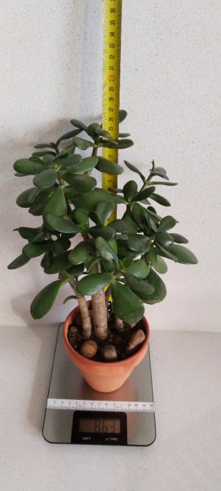 Árbol de Jade 1+3 Troncos Maceta Terracota