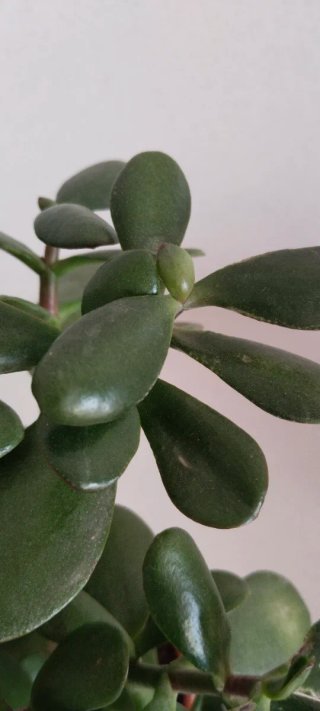 Árbol de Jade 1+3 Troncos Maceta Terracota