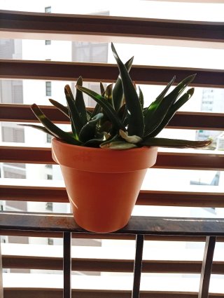 Planta Alworthia Maceta Barro Rústica 14cm