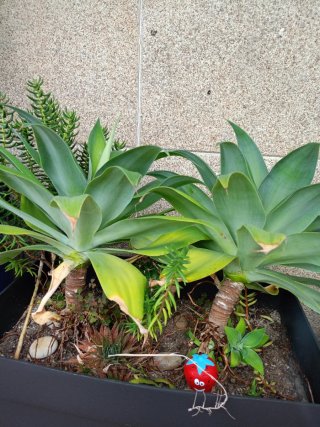 2 Jardineras con Plantas Variadas