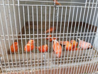 Jaula grande para pájaros