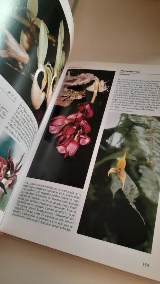 La enciclopedia de las orquideas
