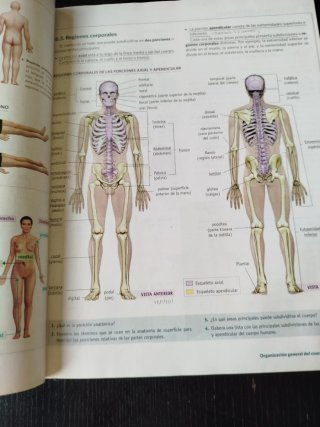 Anatomía aplicada