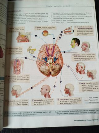 Anatomía aplicada