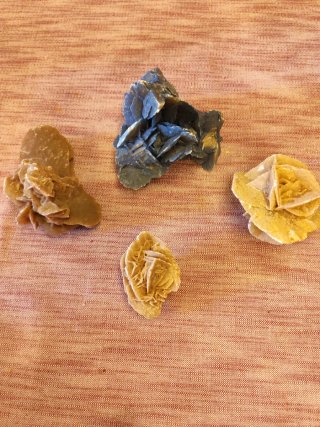 4 Rose del Deserto ottime