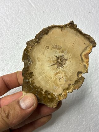 Xilopalo Madera Fósil Mineral