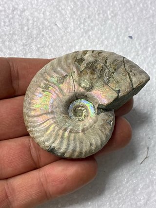 Fósil Amonite Cleoniceras Opalizado 5,5 cm