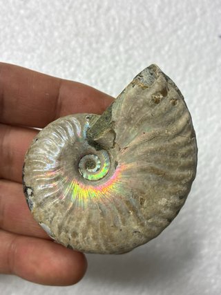 Fósil Amonite Cleoniceras Opalizado 5,5 cm