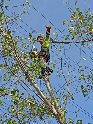 Gardenero