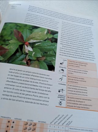 Arboles y arbustos.