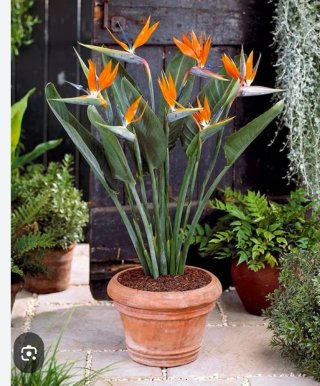 Jardinero de piedra