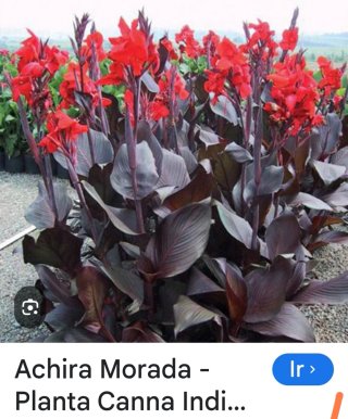 Jardinero de piedra