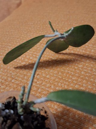 Hoya Eliptica