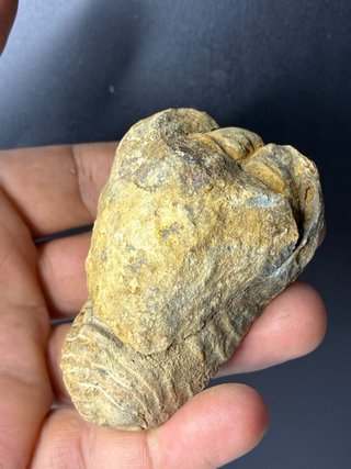 Fósil Trilobites Calymene Marruecos