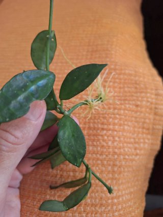 Hoya lacunosa amarillo esqueje