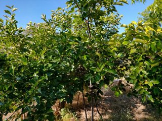 Terreno rustico con estudio en coin