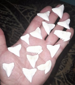 Dientes de tiburón fósiles