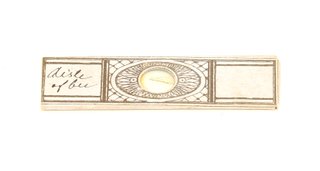 Microscopio antiguo de tambor (c.1850)
