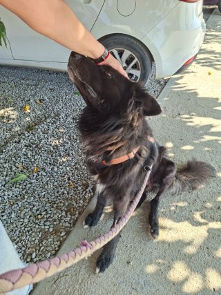 Paseo y cuidado de perros  – Fines de semana