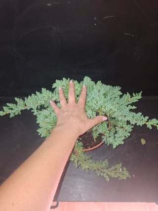 Junipero Procumbens Nana