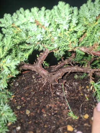 Junipero Procumbens Nana