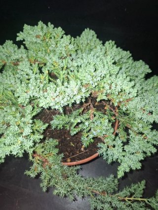 Junipero Procumbens Nana
