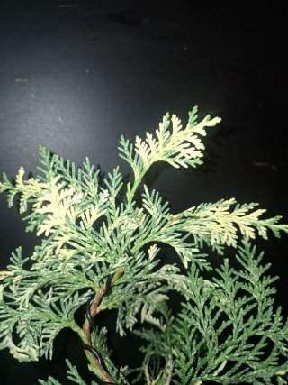 Bonsái Thuja Orientalis Variegada