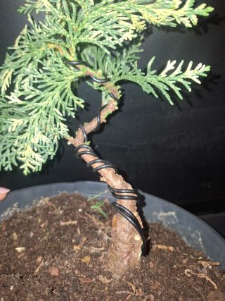 Bonsái Thuja Orientalis Variegada