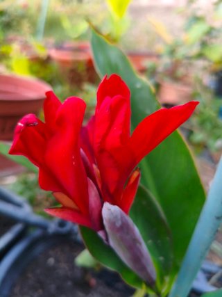 En reposo!! Plantón Canna Strasbourg