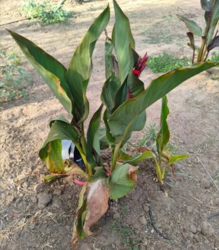 En reposo!! Plantón Canna Triomphe