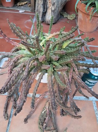 Orbea variegata XL (Stapelia)