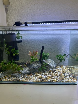 Acuario completo con plantas y rocas