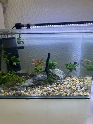 Acuario completo con plantas y rocas