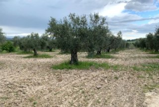 Finca de regadío en Toledo - 105 ha