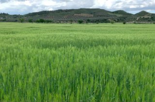 Finca de regadío en Toledo - 105 ha