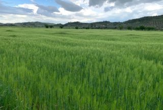 Finca de regadío en Toledo - 105 ha
