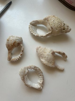 Fósiles Caracolas Antiguas Coleccionista