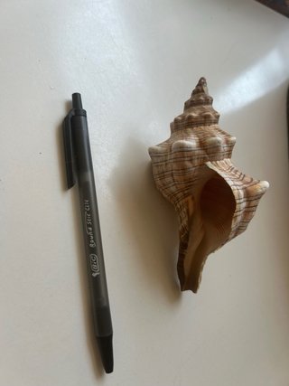 Caracola Florida Fighting Conch
