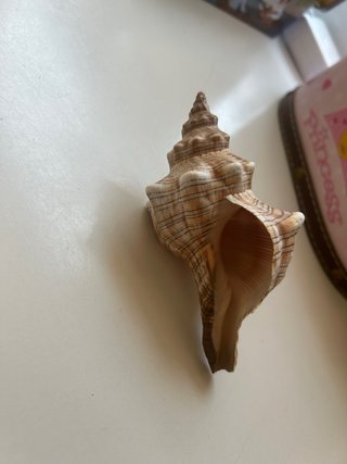 Caracola Florida Fighting Conch