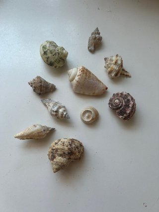 Lote Conchas y Caracolas Colección