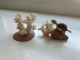 Lote Conchas y Caracolas Colección
