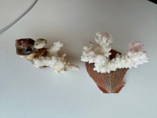Lote Conchas y Caracolas Colección